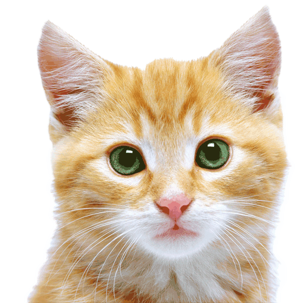 mitsi